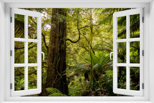 Fototapeta Naklejka Na Ścianę Okno 3D - Australischer Regenwald - Südaustralien