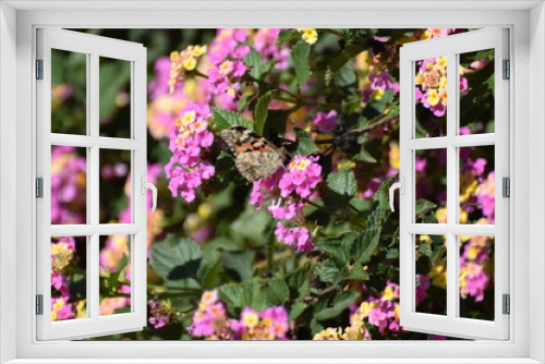 Fototapeta Naklejka Na Ścianę Okno 3D - spring flower garden 
