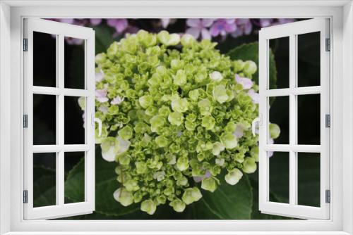 Fototapeta Naklejka Na Ścianę Okno 3D - Green Hydrangea Flowers