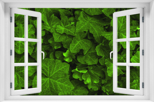 Fototapeta Naklejka Na Ścianę Okno 3D - Background made of fresh green ivy leaves toned Chartreuse color. Green dynamic backdrop.