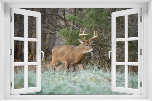 Fototapeta Naklejka Na Ścianę Okno 3D - White-tailed deer buck in open meadow
