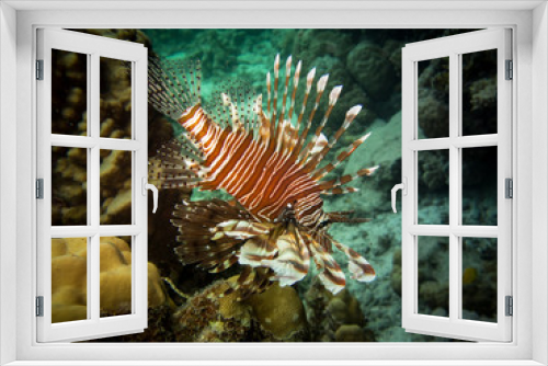 Fototapeta Naklejka Na Ścianę Okno 3D - Lion fish