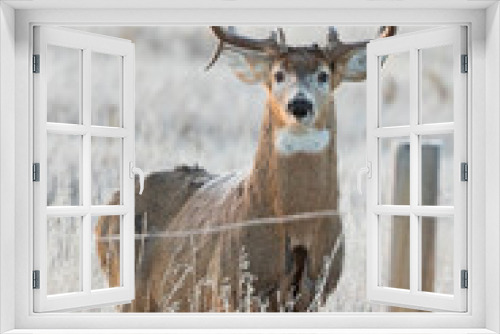 Fototapeta Naklejka Na Ścianę Okno 3D - Big Buck Portrait