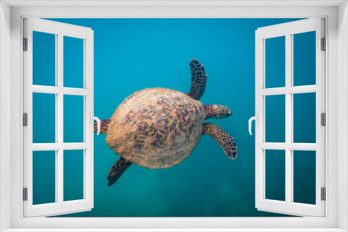 Fototapeta Naklejka Na Ścianę Okno 3D - Green sea turtle swimming at Fitzroy Island