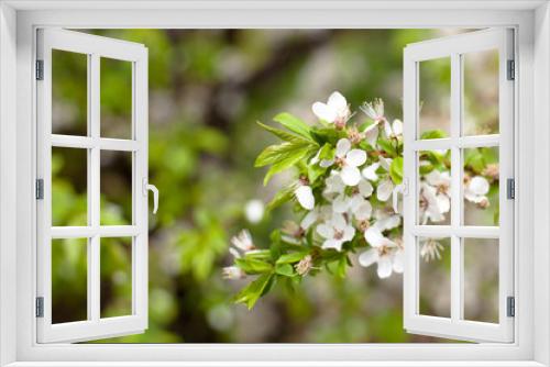 Fototapeta Naklejka Na Ścianę Okno 3D - Apple flowers