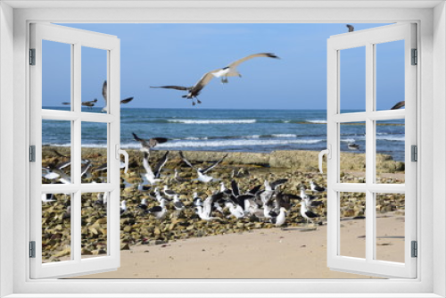 Fototapeta Naklejka Na Ścianę Okno 3D - Seagulls