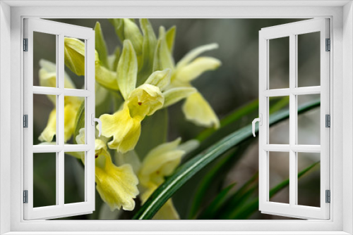 Fototapeta Naklejka Na Ścianę Okno 3D - orchidee