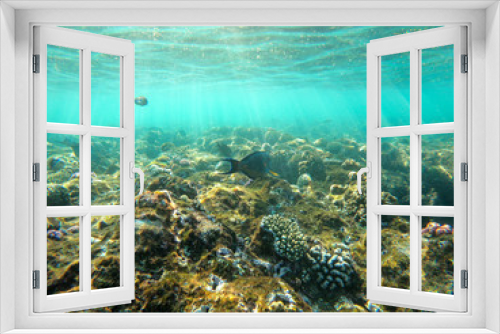 Fototapeta Naklejka Na Ścianę Okno 3D - red sea, underwater world