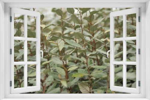 Fototapeta Naklejka Na Ścianę Okno 3D - Eleagnus ebbingei