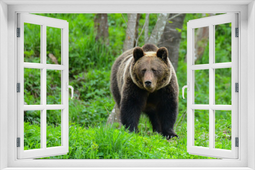 Fototapeta Naklejka Na Ścianę Okno 3D - Brown bear / Ursus arctos. Bieszczady Mountains. Poland