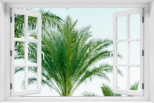 Fototapeta Naklejka Na Ścianę Okno 3D - beautiful palm trees, at sunset, closeup