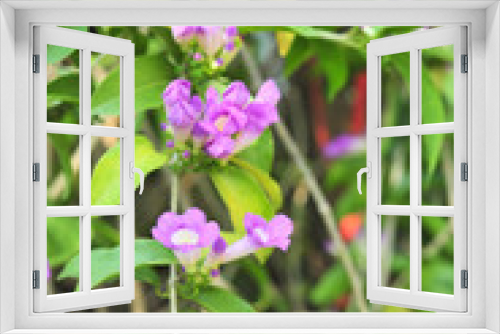 Fototapeta Naklejka Na Ścianę Okno 3D - Garlic vine violet flower selective focus point