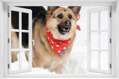 Fototapeta Naklejka Na Ścianę Okno 3D - Dog in snow looking very intensely and wearing red bandana with maple leaves