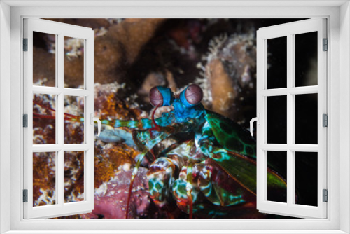 Fototapeta Naklejka Na Ścianę Okno 3D - Close up of a Peacock Mantis Shrimp (Odontodactylus Scyllarus) facing the camera.
