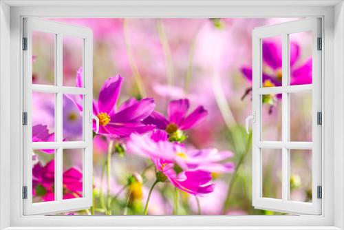 Fototapeta Naklejka Na Ścianę Okno 3D - purple cosmos flowers in the garden