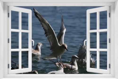 Fototapeta Naklejka Na Ścianę Okno 3D - Fotografias de aves varias 