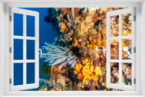 Fototapeta Naklejka Na Ścianę Okno 3D - Coral reef off the coast of Bali Indonesia 