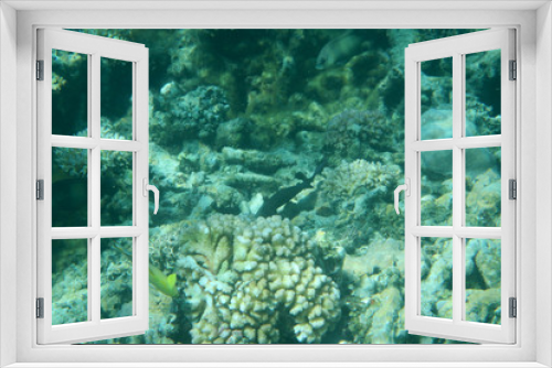 Fototapeta Naklejka Na Ścianę Okno 3D - beautiful view of sea life underwater
