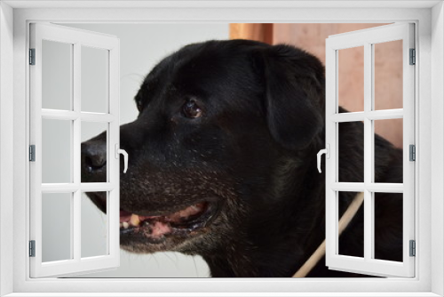 Fototapeta Naklejka Na Ścianę Okno 3D - Doggy