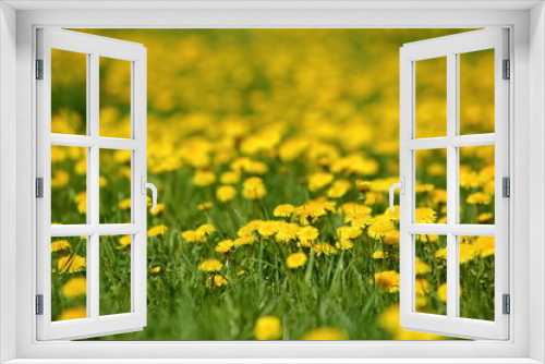 Fototapeta Naklejka Na Ścianę Okno 3D - Meadow with yellow dandelion flowers amidst green grass in spring time.