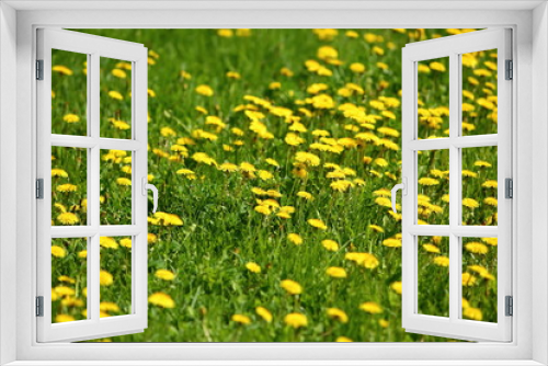 Fototapeta Naklejka Na Ścianę Okno 3D - Meadow with yellow dandelion flowers amidst green grass in spring time.