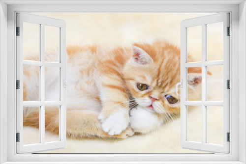Fototapeta Naklejka Na Ścianę Okno 3D - Shorthair kitten breed exotic color red marble washes feet