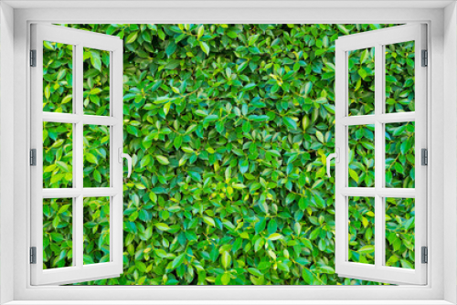 Fototapeta Naklejka Na Ścianę Okno 3D - green leaves natural background wallpaper, texture of leaf, leaves with space for text 