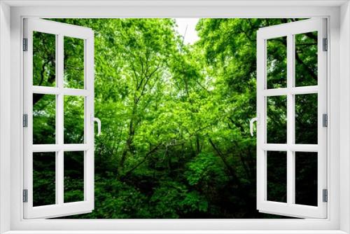 Fototapeta Naklejka Na Ścianę Okno 3D - 森林の緑