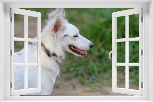 Fototapeta Naklejka Na Ścianę Okno 3D - ドッグランで遊ぶ犬