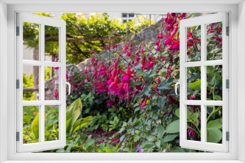 Fototapeta Naklejka Na Ścianę Okno 3D - flowers of red dipladenia mandevilla  in garden
