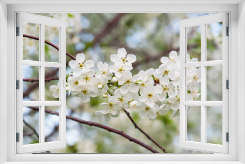 Fototapeta Naklejka Na Ścianę Okno 3D - Cherry flowers frame