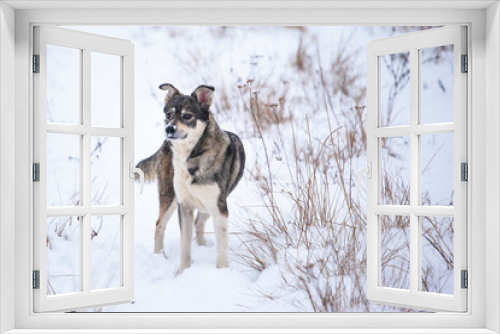 Fototapeta Naklejka Na Ścianę Okno 3D - happy dog breed West Siberian laika on a snowy field
