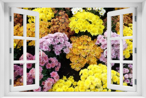 Fototapeta Naklejka Na Ścianę Okno 3D - Top view multicolored flower blossom for background texture 