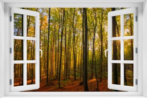 Fototapeta Naklejka Na Ścianę Okno 3D - Forest in autumn light