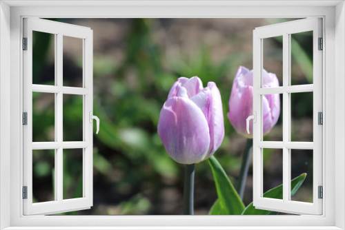 Fototapeta Naklejka Na Ścianę Okno 3D - Tulip 