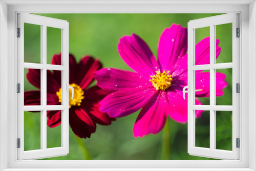 Fototapeta Naklejka Na Ścianę Okno 3D - pink red flower