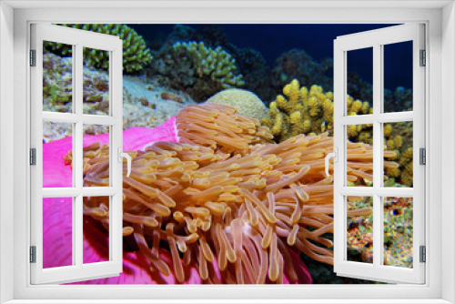 Fototapeta Naklejka Na Ścianę Okno 3D - Colorful reef anemona