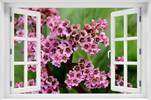 Fototapeta Naklejka Na Ścianę Okno 3D - Flowers garden nature
