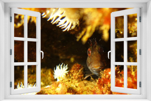 Fototapeta Naklejka Na Ścianę Okno 3D - Gobiidae is a family of bony fish in the order Gobiiformes