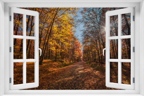 Fototapeta Naklejka Na Ścianę Okno 3D - Autumn forest, colorful trees at sunlight. Colorful landscape