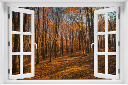 Fototapeta Naklejka Na Ścianę Okno 3D - Autumn forest, colorful trees at sunlight. Colorful landscape