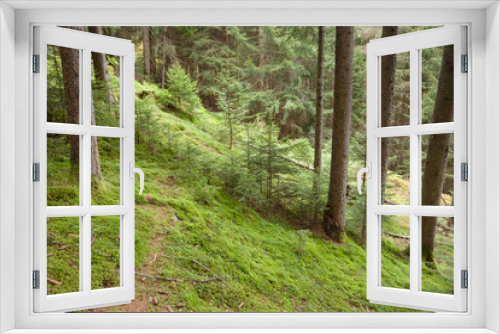 Fototapeta Naklejka Na Ścianę Okno 3D - Inside a typical forest of the Italian Alps long a mountain path