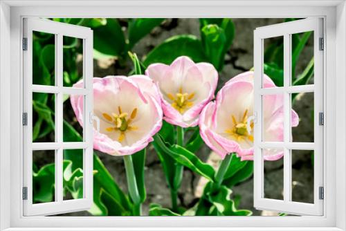 Fototapeta Naklejka Na Ścianę Okno 3D - Three white-pink tulips close-up. Springtime garden. Spring bulbous flowers.