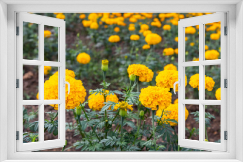 Fototapeta Naklejka Na Ścianę Okno 3D - Marigold in the garden.