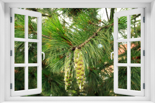 Fototapeta Naklejka Na Ścianę Okno 3D - Green pine cone with resin on a branch