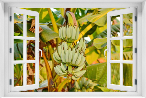 Fototapeta Naklejka Na Ścianę Okno 3D - Banana tree. Banana flower. Banana leaf. Banana plant. Banana fruit.Tropical banana.