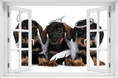 Fototapeta Naklejka Na Ścianę Okno 3D - Row of three black with brown adorable wirehair mini Dachshund dog puppies, wearing angel costumes from white wings and silver halo. Looking naughty at camera with shiny dark eyes. Isolated on white.