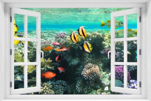 Fototapeta Naklejka Na Ścianę Okno 3D - Underwater scene. Coral reef, colorful fish groups and sunny sky shining through clean sea water.