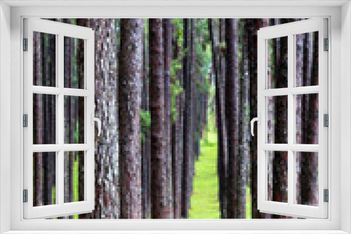 Fototapeta Naklejka Na Ścianę Okno 3D - Bo Kaew Pine Garden