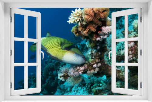Fototapeta Naklejka Na Ścianę Okno 3D - titon trigger fish